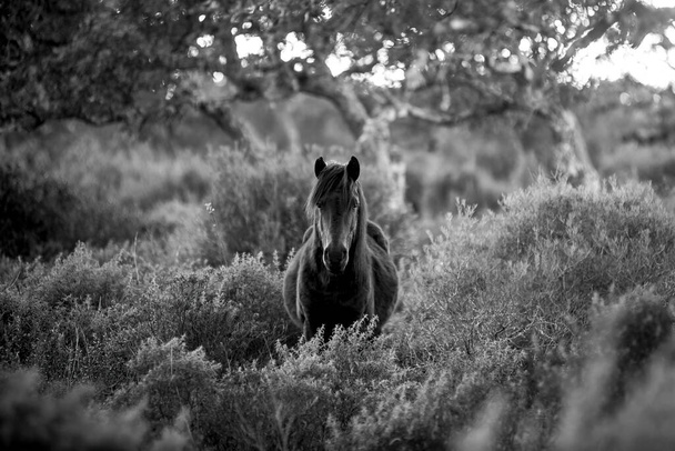 Giara wild Horse, printemps en Sardaigne noir et blanc HD - Photo, image