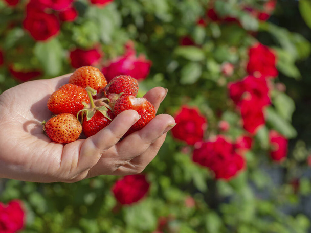 熟した赤いイチゴでいっぱいの女性の手のひら。花を持つ赤いバラの茂みを背景にした女性の手の上に、あなた自身の庭で栽培された自然な有機果実のクローズアップ. - 写真・画像