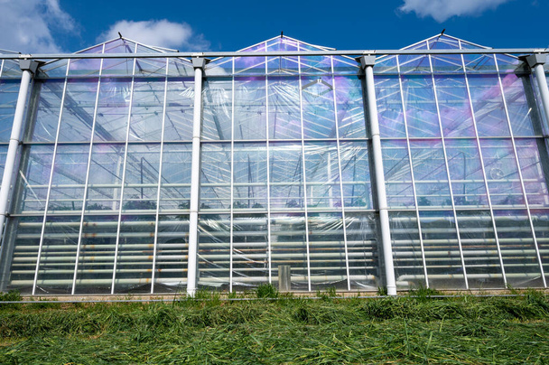 オランダの農業、有機野菜や果物の栽培に使われる大きなガラス温室、ゼーラント州の花 - 写真・画像