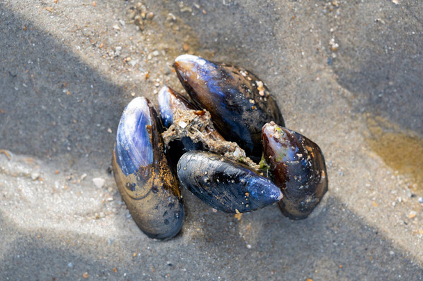 Bir grup canlı midye, Kuzey Denizi 'nin alçak sularında kumların üzerinde uzanır. - Fotoğraf, Görsel