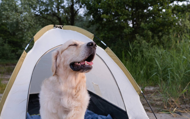 Cão feliz perto do acampamento. Conceito de viagem com animais de estimação. Golden Retriever senta-se em uma tenda no verão ao amanhecer. - Foto, Imagem