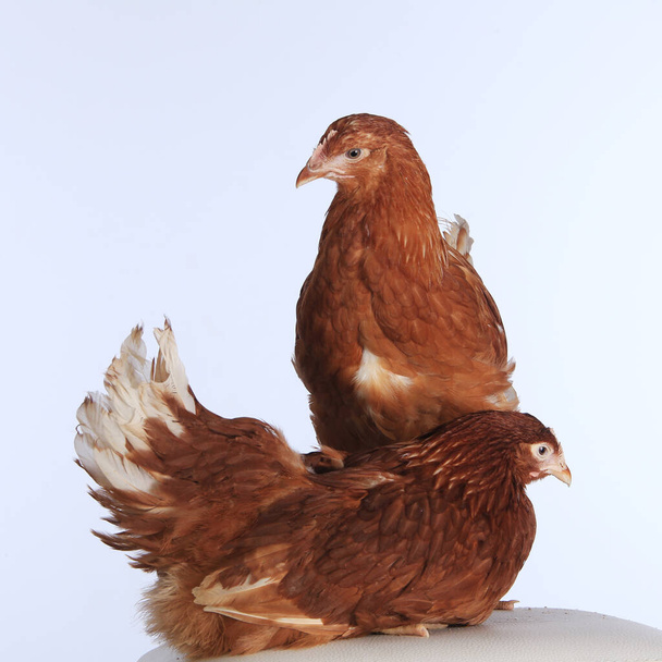 retrato de cerca de un par de gallinas de color rojo en un estudio de fondo blanco - Foto, imagen