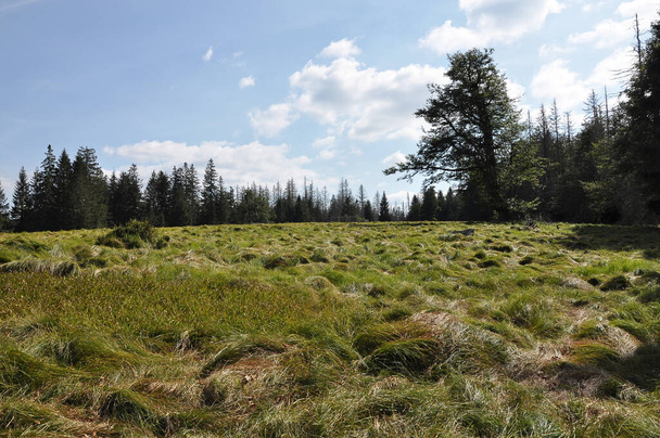 Verlorener Schachten mit Carex brizoides bei Frauenau - Foto, Bild