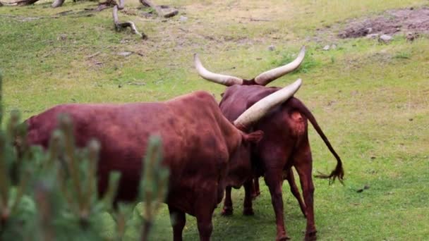 Watussi est une race bovine élevée en Afrique. Cornes très longues qui sont imprégnées par le système des vaisseaux sanguins et sont utilisées pour la thermorégulation en chaleur - Séquence, vidéo