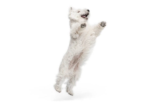 Portrait of cute white beautiful West Highland Terrier running isolated on white background - Фото, изображение