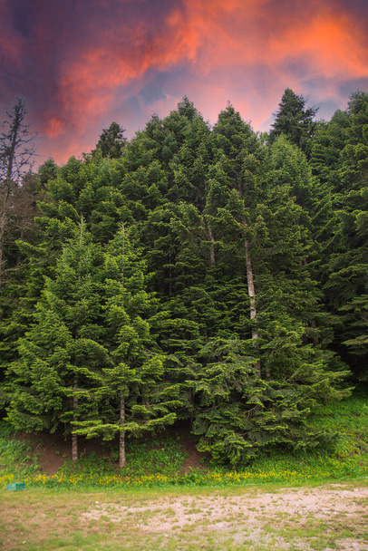 Bosque y vista al cielo desde el campo abierto en el borde del bosque de pinos - Foto, imagen