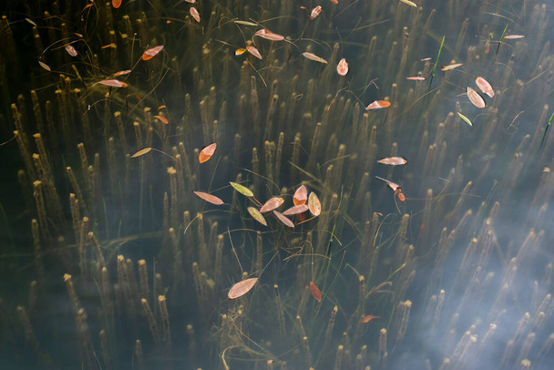 Lirio de agua (Nymphaea) hojas y cañas en superficie de agua quieta en el parque nacional del lago Abant. Bolu Turquía - Foto, imagen