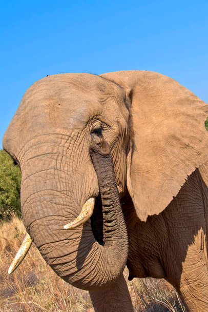 Słoń, Loxodonta africana, rezerwat przyrody, Republika Południowej Afryki, Afryka - Zdjęcie, obraz