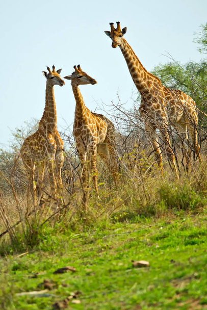 キリン,キリンcamelopardis,クルーガー国立公園,南アフリカ,アフリカ - 写真・画像
