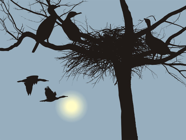 Cormorani nidificanti
 - Vettoriali, immagini