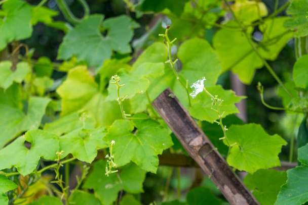 зеленый листок змеиной тыквы на ферме - Фото, изображение