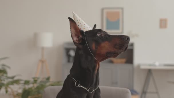Retrato de cerca del perro Doberman negro con sombrero de fiesta con estrellas, sentado en casa - Imágenes, Vídeo