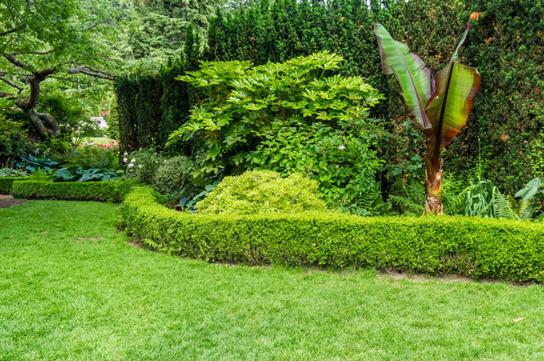 Hedge and planted bed in a garden - Foto, imagen