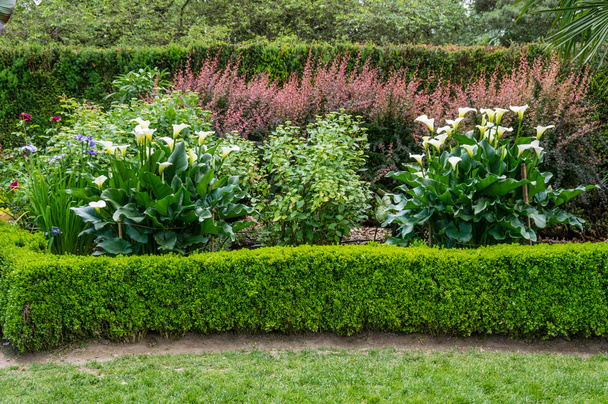 Jardín plantado con flor Calla Lily
 - Foto, Imagen