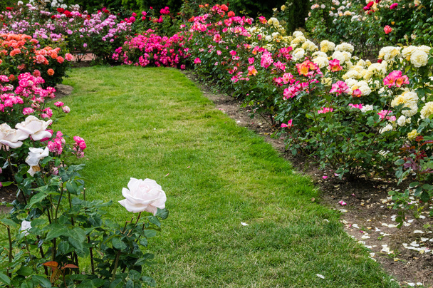 Grassy pathway through a rose garden - 写真・画像