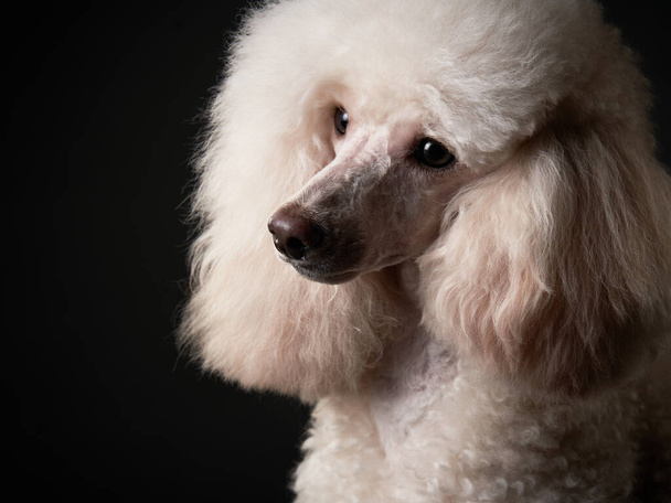 portrait of a white small poodle. dog on black background - Photo, image