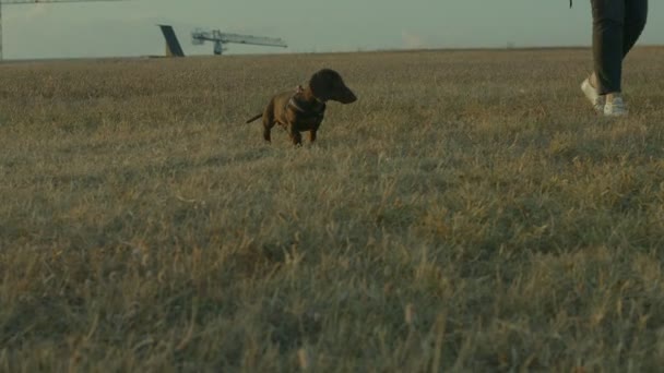 Een grappige puppy rennend op het gazon met groen gras - Video