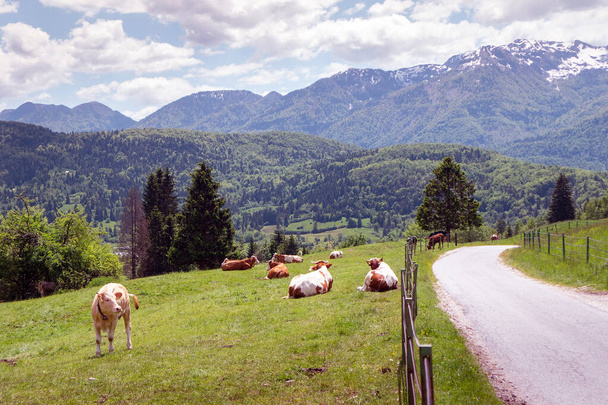 Cows on alpine pasture grazing grass - 写真・画像