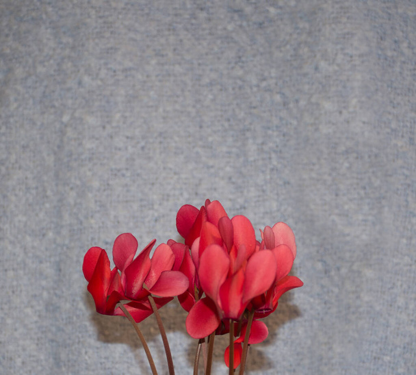 Coral-colored flowers on a gray background. Celebrate love. Minimalist concept - Photo, Image