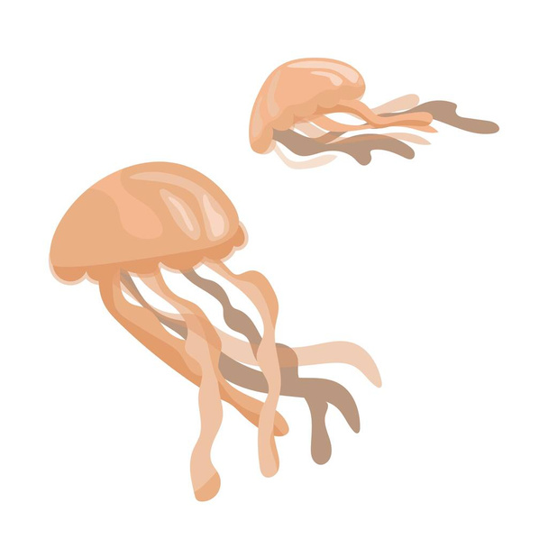 Ilustración vectorial conjunto medusas marinas aisladas sobre fondo blanco. - Vector, imagen