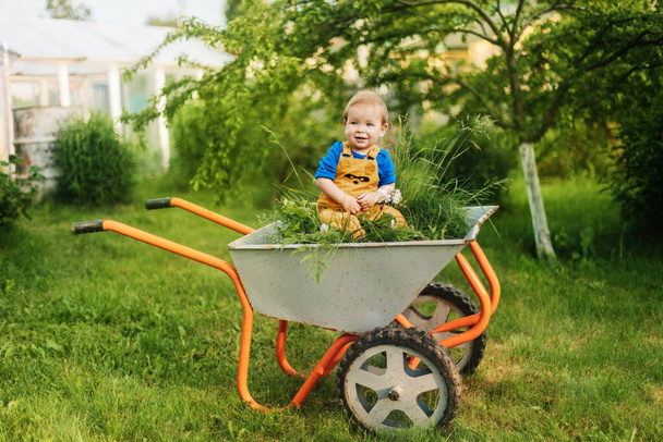 Счастливый ребенок сидит в тачке на свежескошенной траве и улыбается на природе.. - Фото, изображение