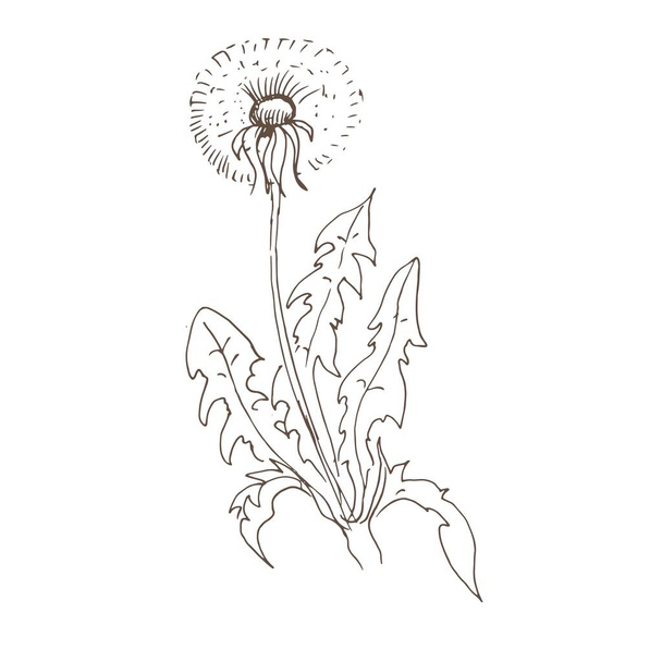 Flores de diente de león flores silvestres vector gráfico ilustración dibujada a mano. Imprimir textil vintage hojas retro semillas mosca para colorear libro para niños lindo dibujos animados naturaleza plantas  - Vector, Imagen