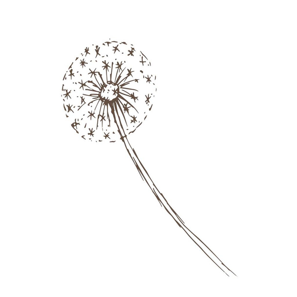 タンポポの花の野生の花のグラフィックベクトル手描きイラスト。印刷繊維ヴィンテージレトロ葉種子は子供のための着色本を飛ぶかわいい漫画の自然植物  - ベクター画像