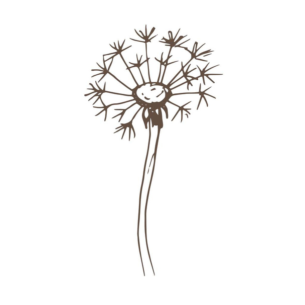 Pampeliška květiny volně žijících květin grafický vektor ručně kreslené ilustrace. Tisk textilní retro listy semena moucha omalovánky pro děti roztomilé kreslené přírodní rostliny  - Vektor, obrázek
