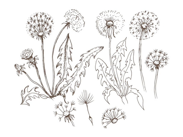 Квіти кульбаби дикі квіти графічна векторна малюнкова ілюстрація. Друк текстильних вінтажних ретро-листя насіння літає розмальовка книга для дітей милі мультяшні рослини природи
  - Вектор, зображення