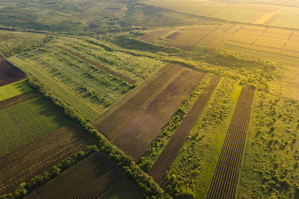 ブドウ畑のある農地の空中ビュー。高品質4k映像 - 写真・画像