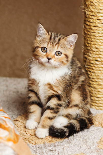 Кошеня британської породи сидить на полиці будинку для котів. - Фото, зображення