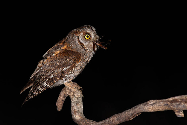 Eurasian scops owl perched on branch and feeling itself with brown bush-cricket - Fotó, kép