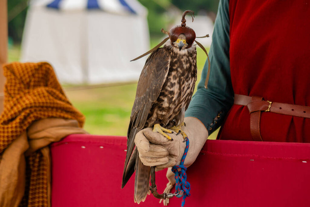 Ausgebildeter Falke mit Lederhaube sitzt auf Frauenhand bei historischem Fest - Foto, Bild