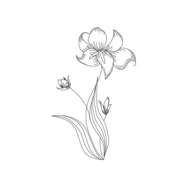 ペリウィンクル水墨画薬用植物モノクローム植物図ヴィンテージスタイル孤立した花要素手描きイラスト - ベクター画像