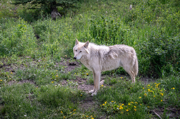 A wolf dog at the Yamnuska wold dog sanctuary in Alberta. - Photo, image