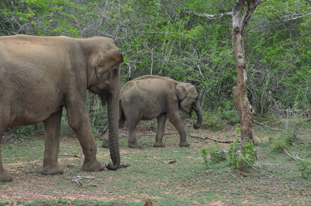 Yala Ulusal Parkı 'ndaki filler, Sri Lanka - Fotoğraf, Görsel