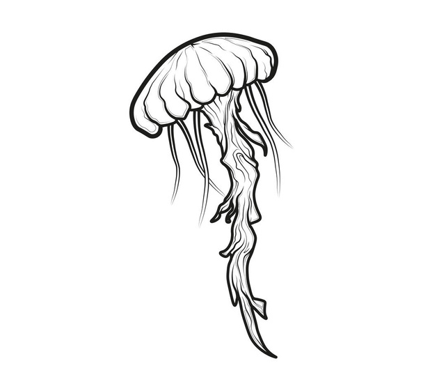 Ilustracion de Medusa marina sin color para usar como plantilla de tatuaje, diseos y conjuntos de imagenes - Foto, immagini