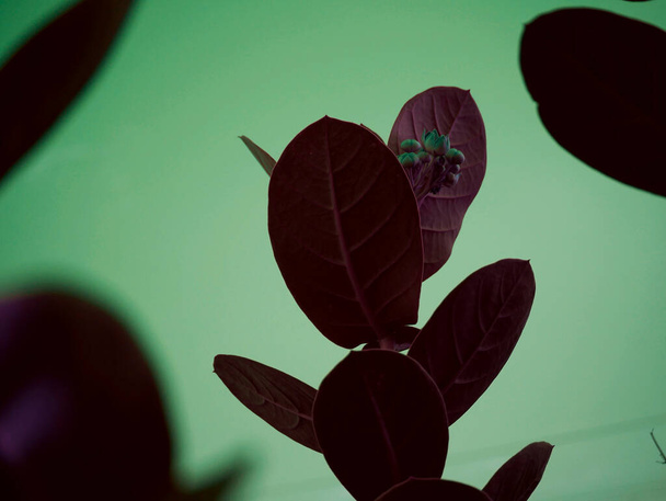 Long leaves plant closeup on center purple color grading with sky background - Foto, Bild