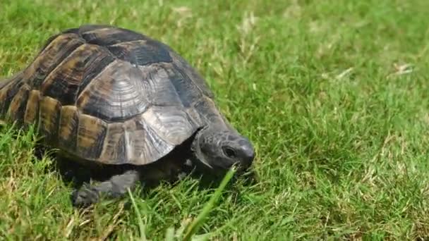 Tortuga se arrastra sobre hierba verde - Metraje, vídeo