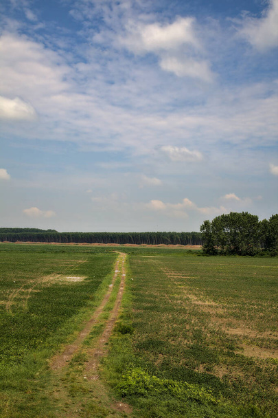 Dirt path közepén egy mező, amely vezet a nyírfa ültetvény a távolban a vidéken nyáron - Fotó, kép