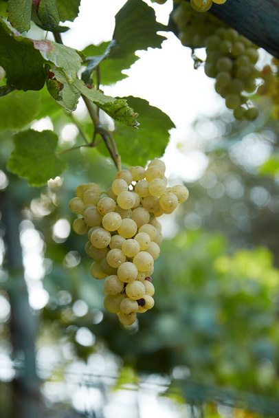  A green bunch of grapes hanging in an Italian vineyard - Fotografie, Obrázek