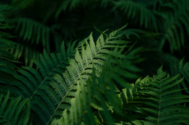 Зелений лист природний квітковий фон папороті в текстурі сонячного світла
 - Фото, зображення