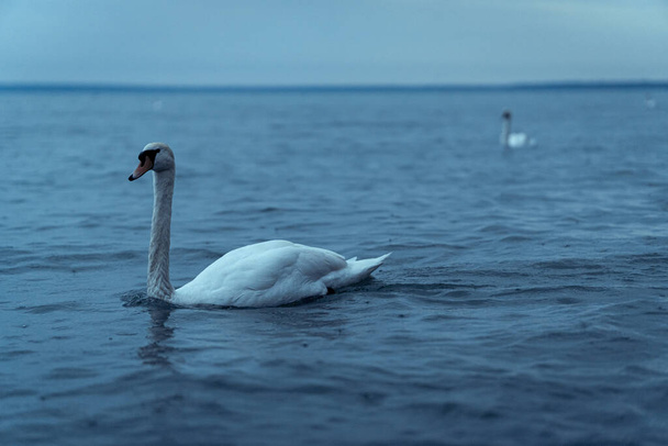 A beautiful mute swan swimming  in the water - Valokuva, kuva