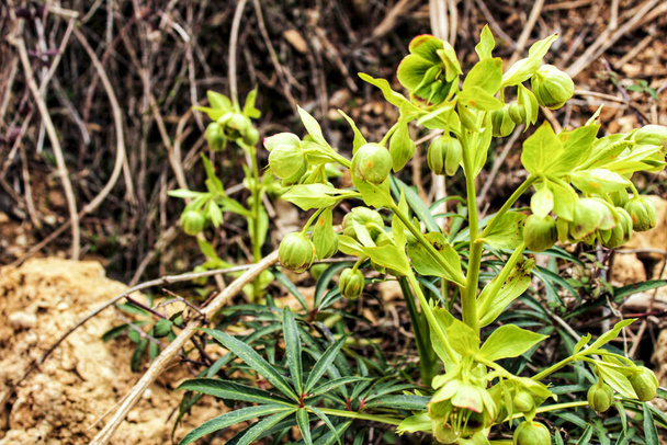 Helleborus Foetidus kasvi vuorella keväällä - Valokuva, kuva