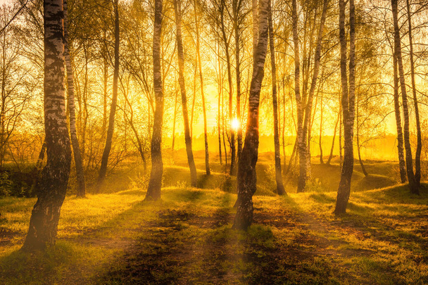 Zonsopkomst of zonsondergang in een lente berkenbos met zonnestralen die door boomstammen schijnen door schaduwen en jong groen gras. Misty ochtend landschap. - Foto, afbeelding