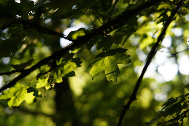 A shallow focus of green leaves on background of trees and the sunlight - 写真・画像