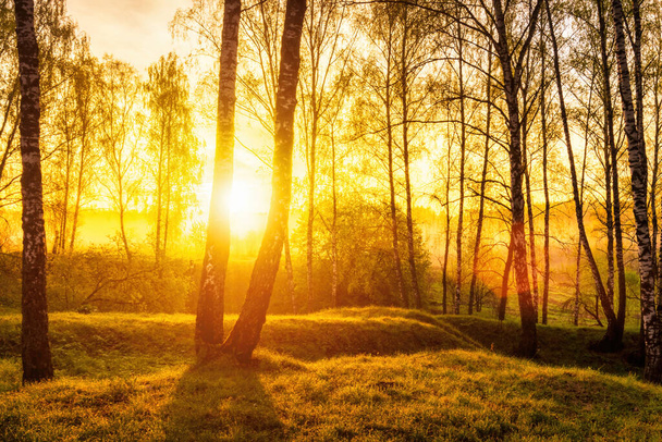 Схід або захід сонця у весняному березовому лісі з променями сонця, що сяють через стовбури дерев тінями та молодою зеленою травою. Помилковий ранковий пейзаж
. - Фото, зображення