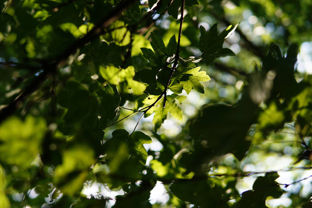 A shallow focus of green leaves on background of trees and the sunlight - Φωτογραφία, εικόνα