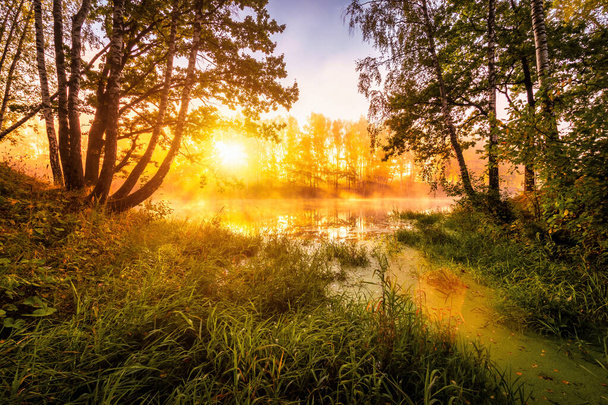 Золотой туманный рассвет на пруду осенним утром. Березы с лучами солнца, прорезающими ветви, отраженные в воде. - Фото, изображение