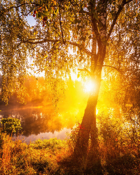 Золотий туманний схід сонця на ставку восени вранці. Березові дерева з променями сонця, що проходять крізь гілки, відображені у воді
. - Фото, зображення